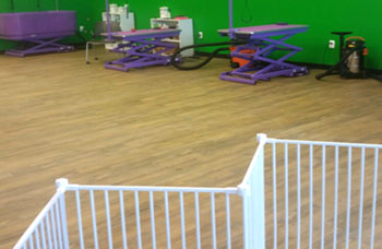 Dog Cuts grooming area